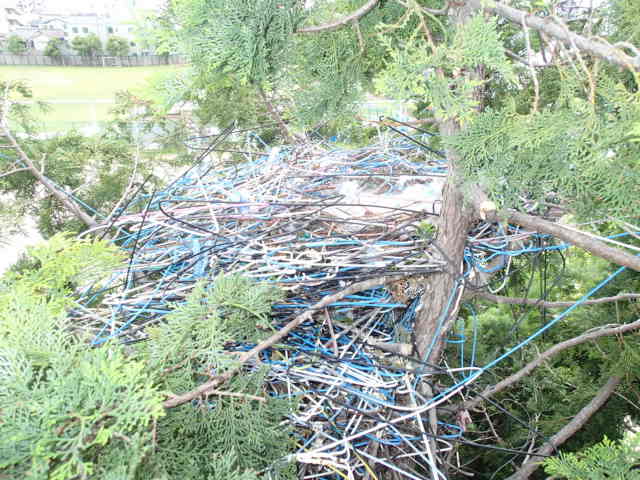 カラス駆除事例 樹木 巣の撤去5