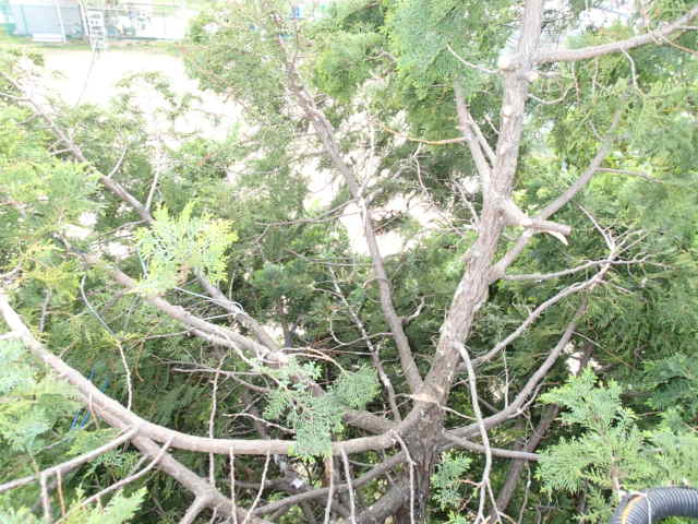 カラス駆除事例 樹木 巣の撤去10